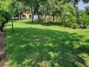 garden-2